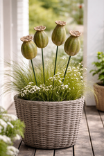 Lade das Bild in den Galerie-Viewer, Mohn Mohnkapsel okka-grün Keramik 2fach sort. Gartenstecker H34cm + H44cm Stecker Herbst Garten 2Größen wählbar
