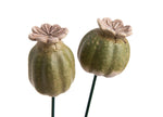 Lade das Bild in den Galerie-Viewer, Mohn Mohnkapsel okka-grün Keramik 2fach sort. Gartenstecker H34cm + H44cm Stecker Herbst Garten 2Größen wählbar
