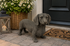 Dackel Figur Braun 50 x 18 x 31 cm – Dekorativer Hund als Gartenfigur, Tierfigur für Garten, Terrasse, Balkon und Wohnbereich