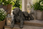 Golden Retriever Figur Braun 61 x 39 x 36 cm – Dekorativer Hund als Gartenfigur, Tierfigur für Garten, Terrasse, Balkon und Wohnbereich