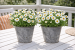 Lade das Bild in den Galerie-Viewer, 2x Übertopf Pflanztopf 'Margeriten' - Verzinkt, 2er Set Grau Gewischt, Metall, Ø15 cm x H13 cm, Pflanzgefäß
