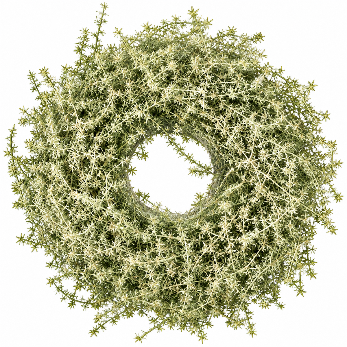 Asparagus Kranz 35 cm in Grün – Dekorativer Herbstkranz aus Naturmaterial – Türkranz, Wandkranz & Tischdeko – Herbstliche Dekoration