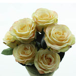 Lade das Bild in den Galerie-Viewer, Rose 6x Madame creme L37 cm
