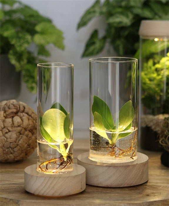 2 Biotop Größen Glasvase finehomegarden Vase H17cm+18cm Holzfuß LED –
