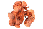 Lade das Bild in den Galerie-Viewer, Hortensien cognac 12St/Box Seidenblume Ø11 cm
