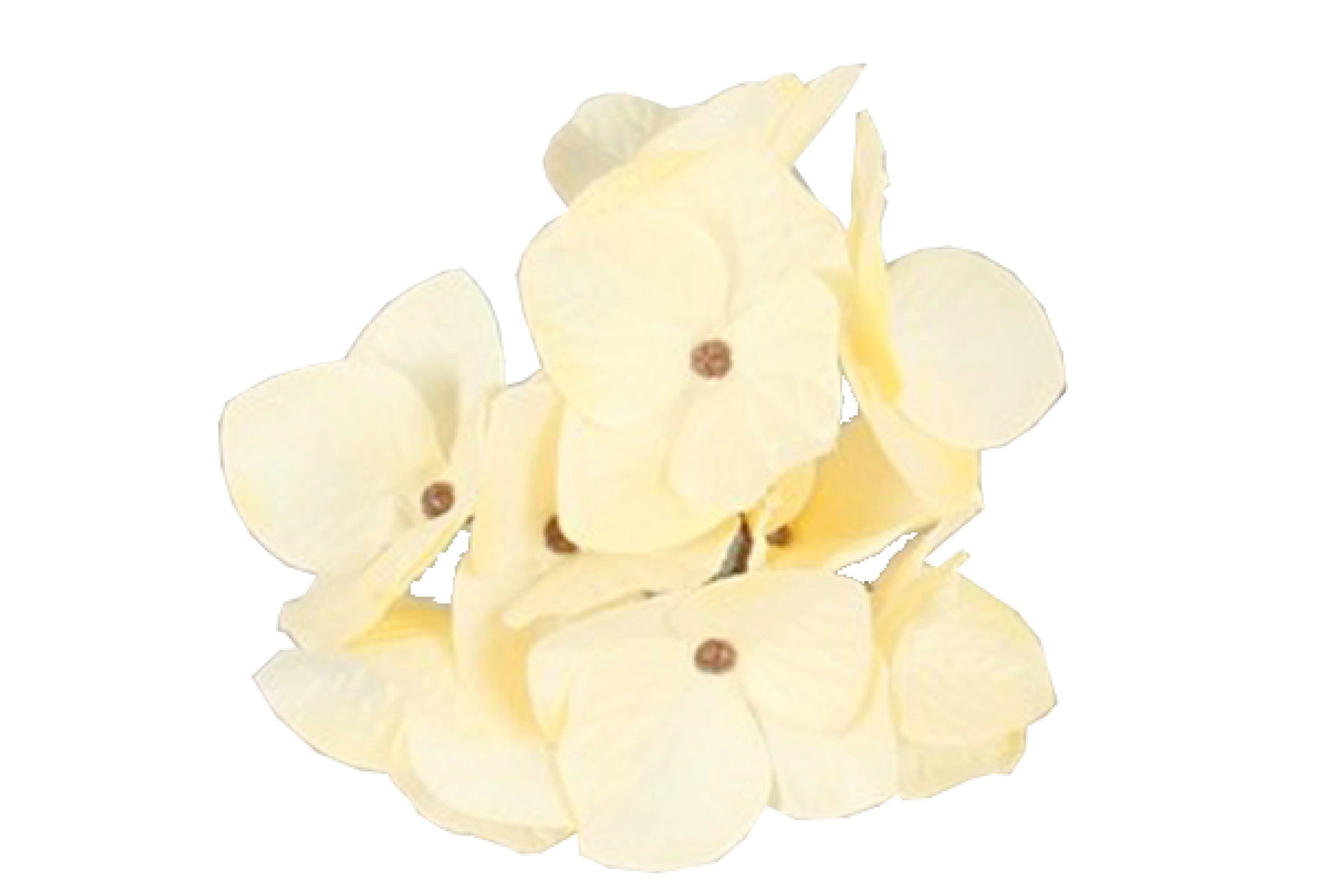 Hortensien creme 12St/Box Seidenblume Ø11 cm