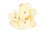 Lade das Bild in den Galerie-Viewer, Hortensien creme 12St/Box Seidenblume Ø11 cm
