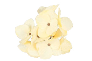 Hortensien creme 12St/Box Seidenblume Ø11 cm