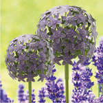 Lade das Bild in den Galerie-Viewer, Allium Stecker Metall Gartenstecker Purple in 2Größen wählbar

