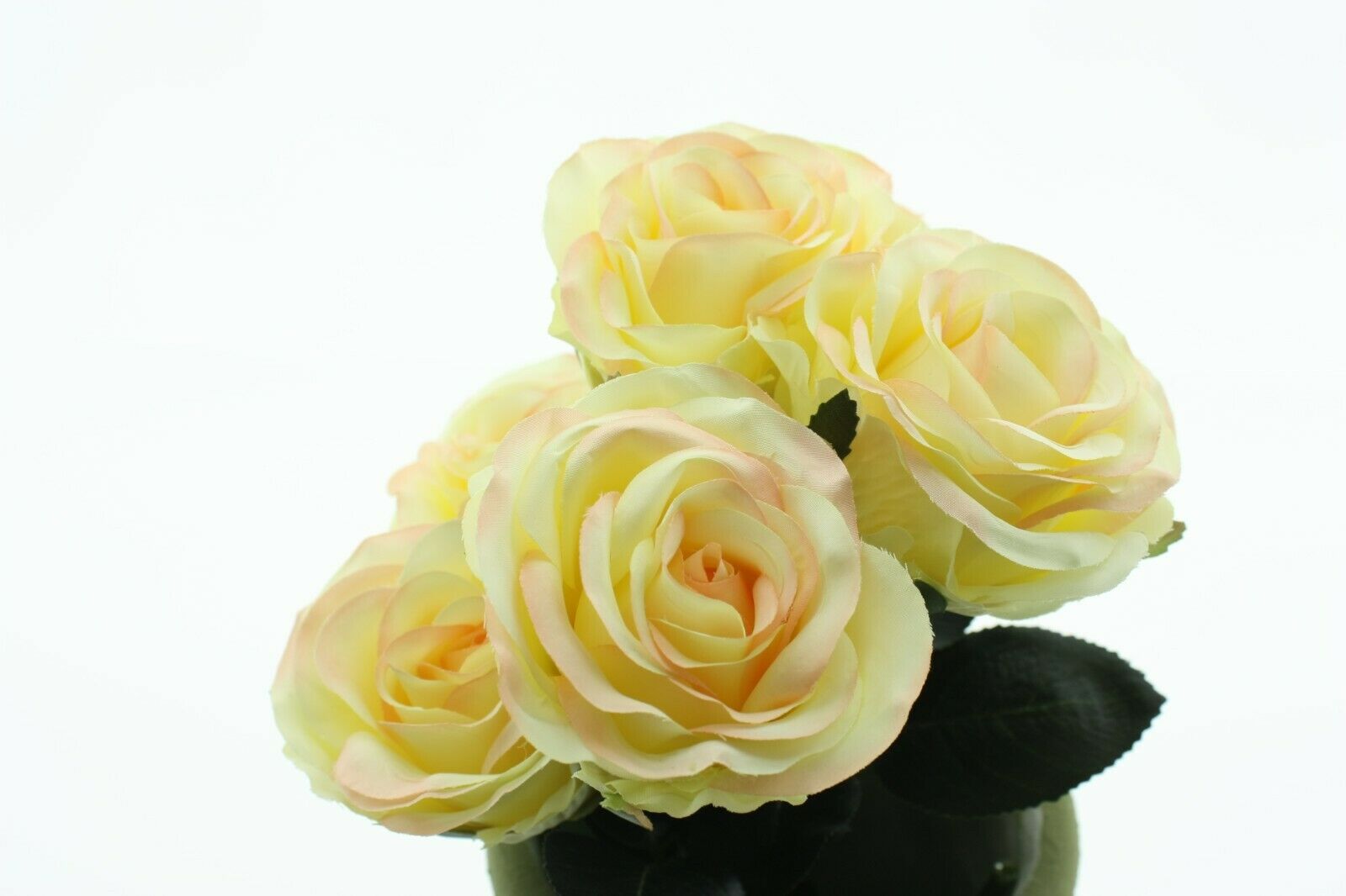 Rose 6x Madame champagner L37 cm