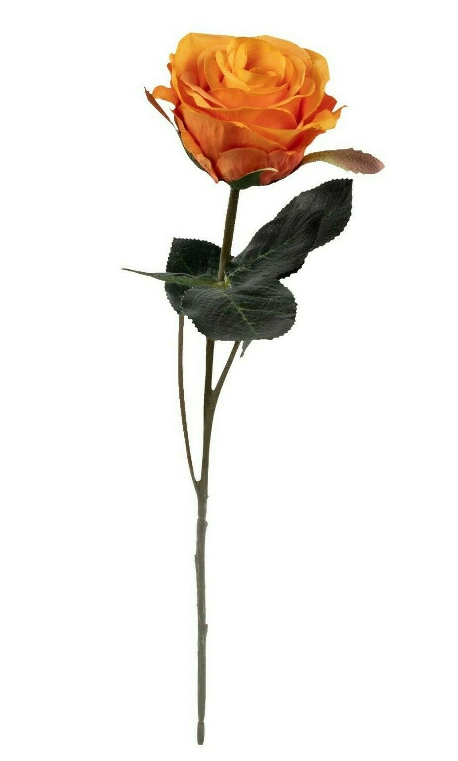 Rose 6x Madame mandarin L37 cm