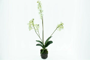 Künstliche Orchidee weisss Phalaenopsis mit Erdballen H56cm