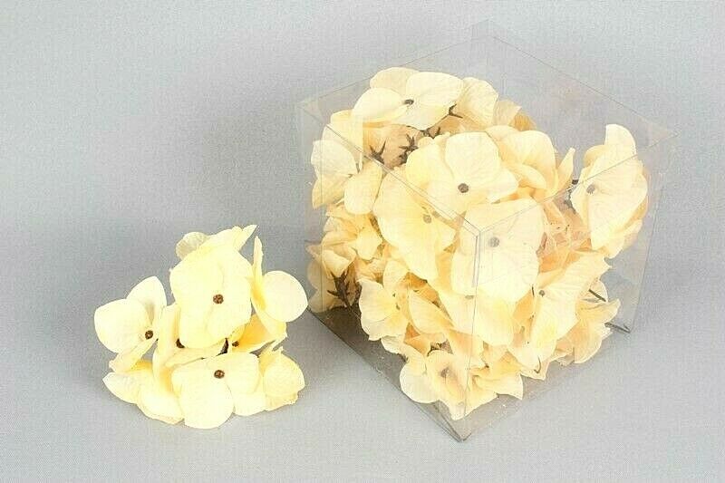 Hortensien creme 12St/Box Seidenblume Ø11 cm
