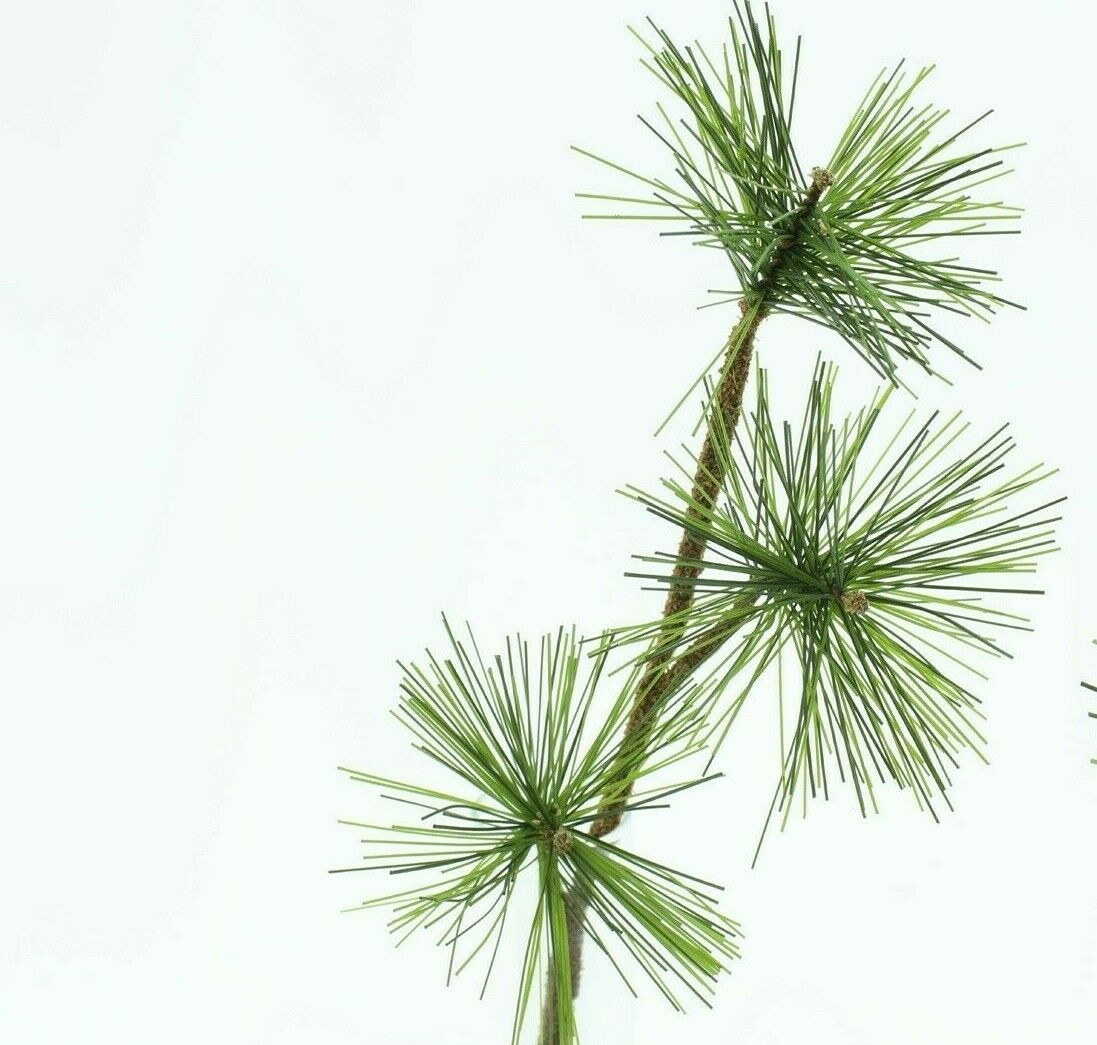 Kiefernpick 12Stck. grün 3fach L29cm Kiefer Dekozweig