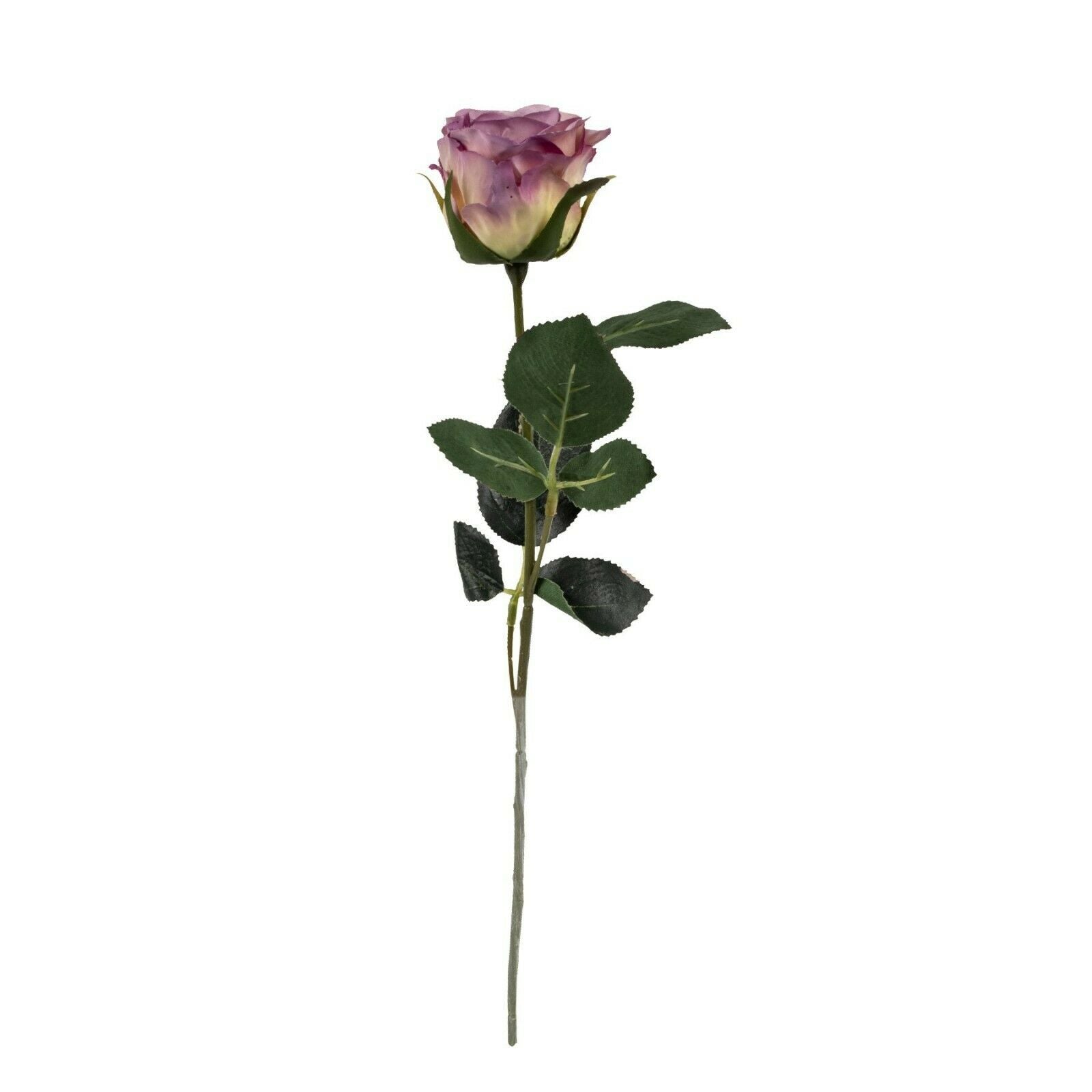 Rose 6x Madame lavendel L37 cm