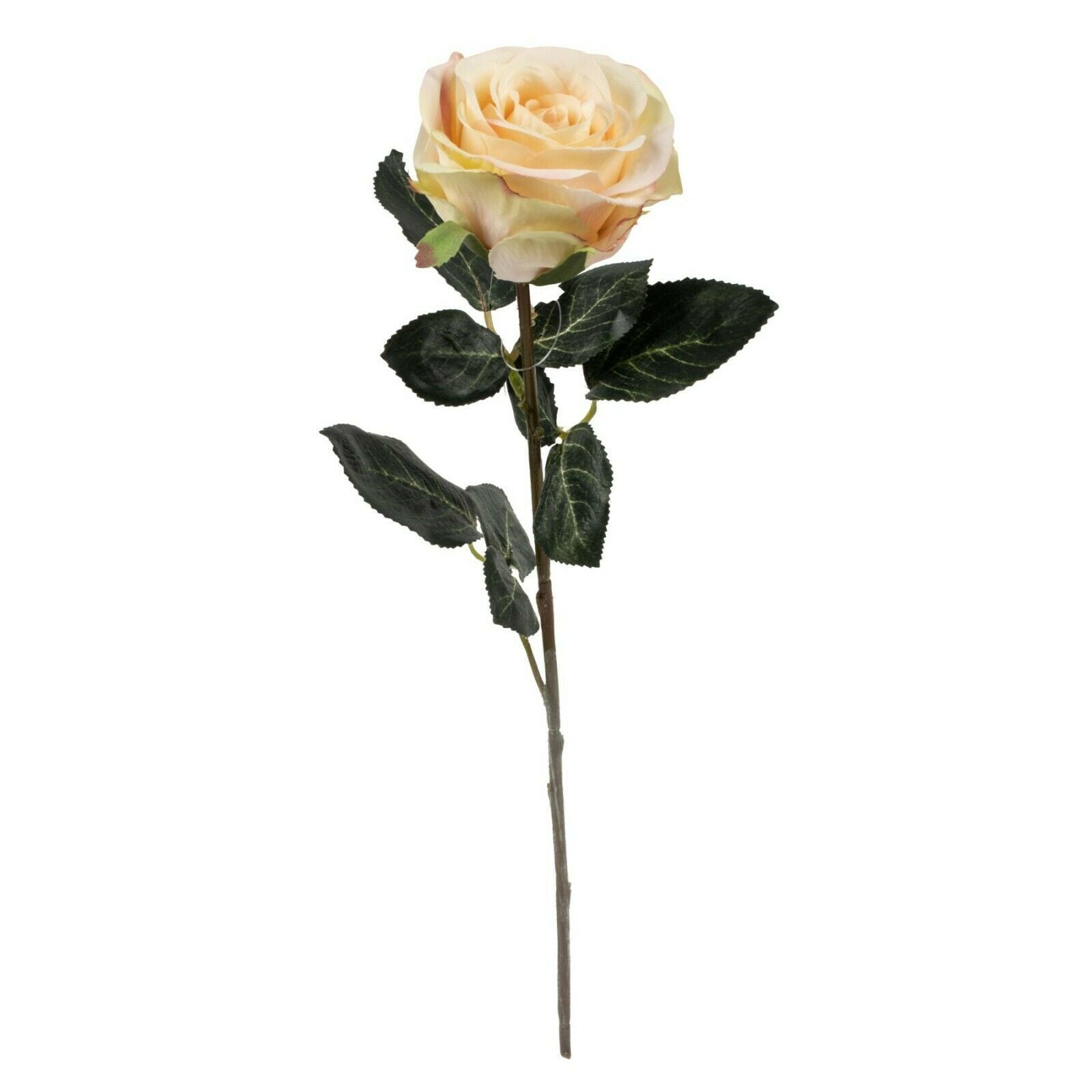 Rose 6x Madame creme L37 cm