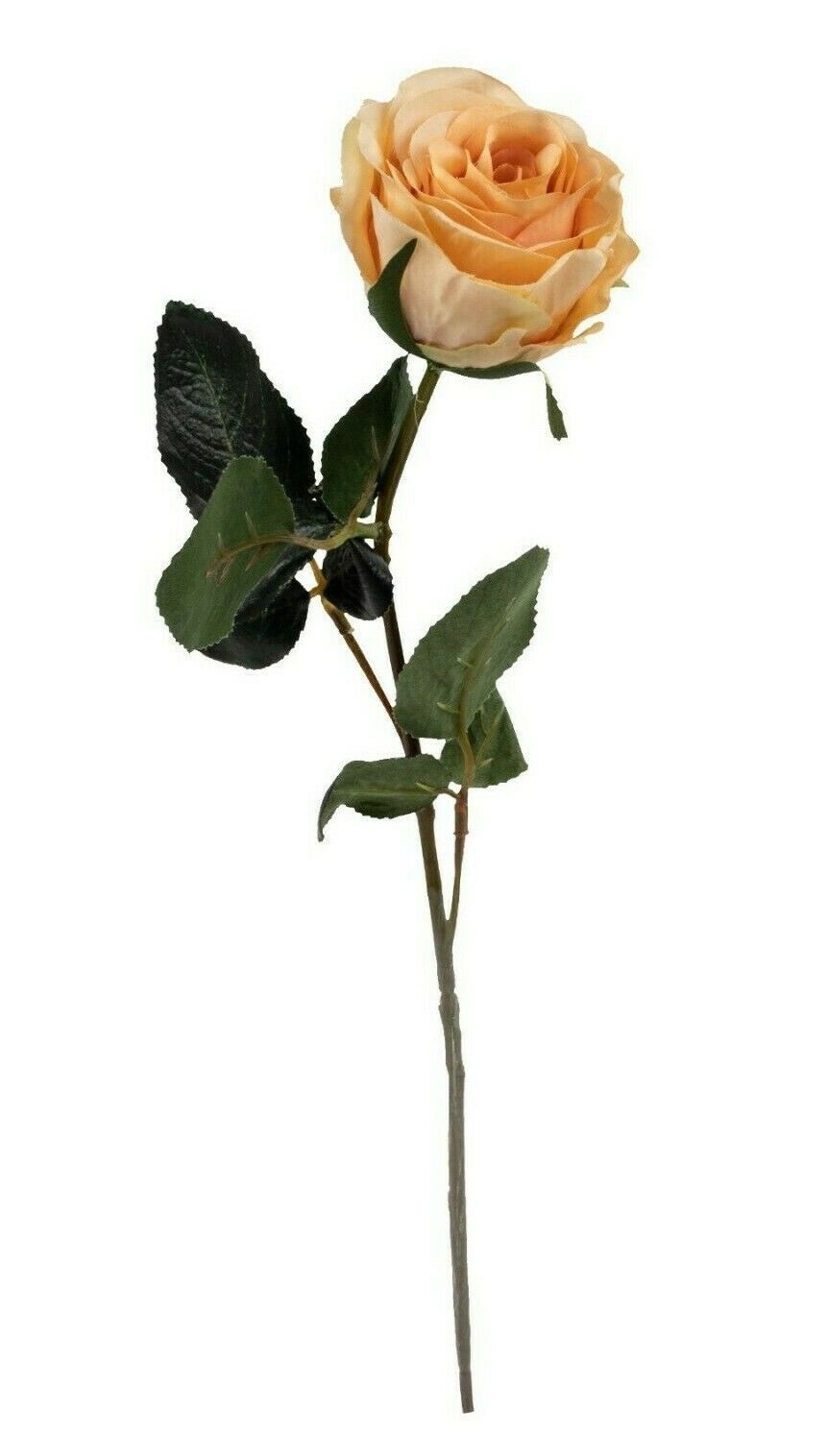 Rose 6x Madame beige L37 cm