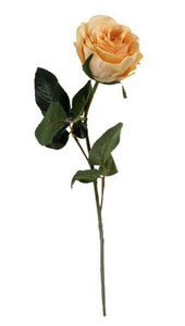 Rose 6x Madame beige L37 cm