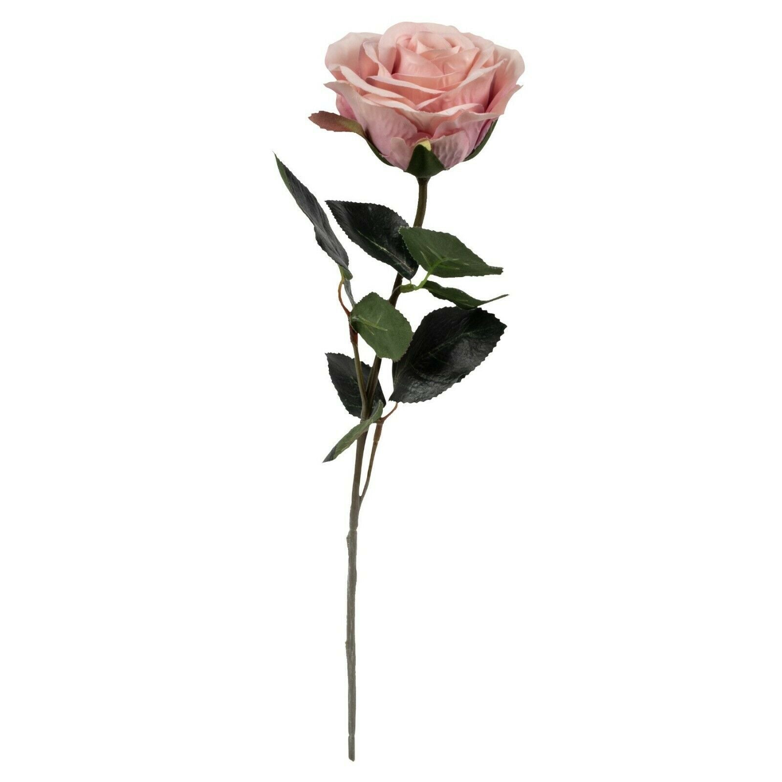 Rose 6x Madame altrosa L37 cm
