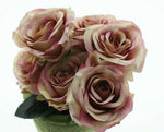 Lade das Bild in den Galerie-Viewer, Rose 6x Madame rosa L37 cm
