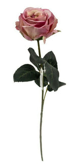 Lade das Bild in den Galerie-Viewer, Rose 6x Madame rosa L37 cm
