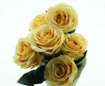 Lade das Bild in den Galerie-Viewer, Rose 6x Madame beige L37 cm
